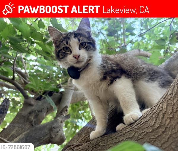 Lost Female Cat last seen Lakeview nuevo, Lakeview, CA 92567