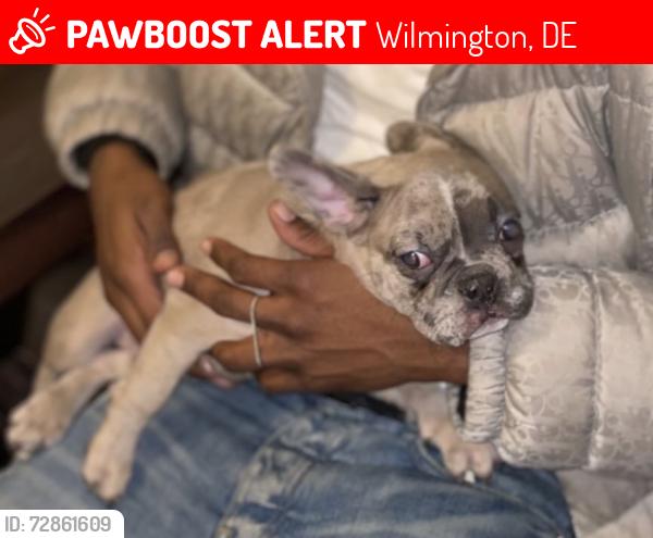 Lost Male Dog last seen 38th & Market, Wilmington, DE 19802