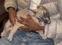 Lost Male Dog last seen 38th & Market, Wilmington, DE 19802