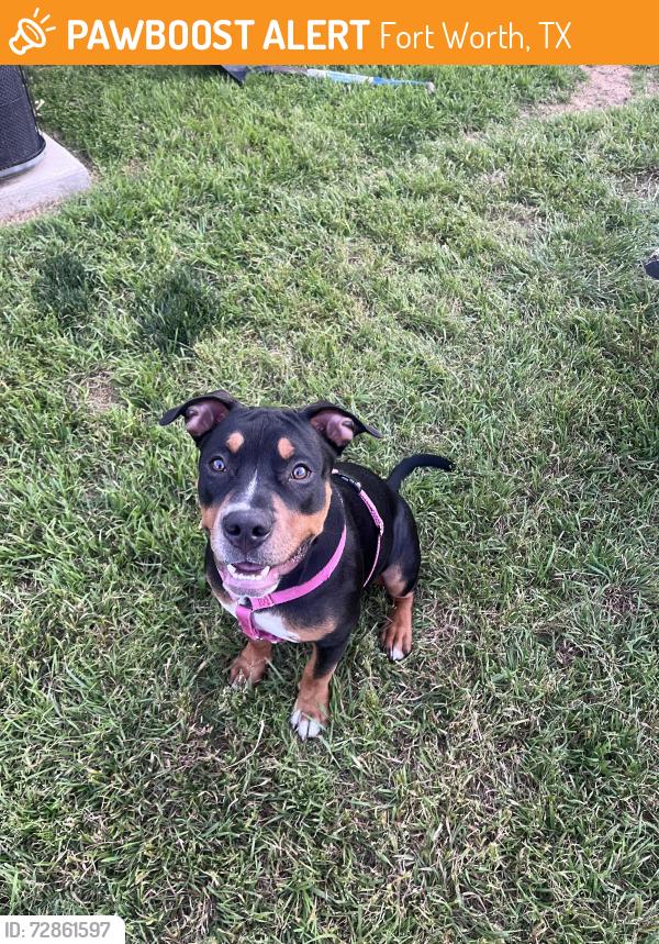 Found/Stray Female Dog last seen Behind Chueys, Fort Worth, TX 76179