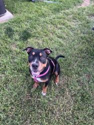 Found/Stray Female Dog last seen Behind Chueys, Fort Worth, TX 76179