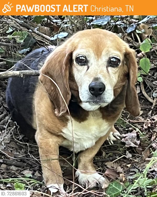 Found/Stray Female Dog last seen Highway269 BellBuckle Rd Christiana and Sims Rd Christiana, Christiana, TN 37037