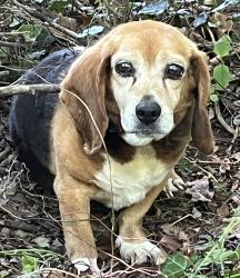 Found/Stray Female Dog last seen Highway269 BellBuckle Rd Christiana and Sims Rd Christiana , Christiana, TN 37037