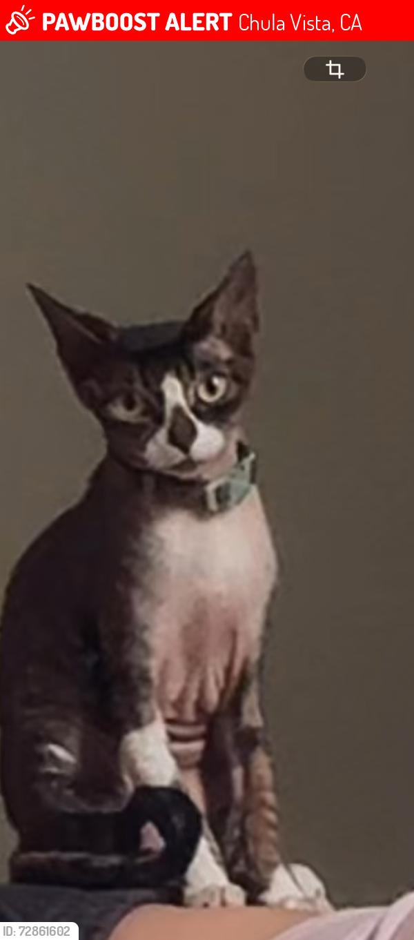 Lost Female Cat last seen stone creek apmts , Chula Vista, CA 91911