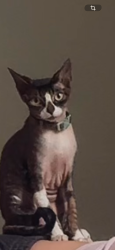 Lost Female Cat last seen stone creek apmts , Chula Vista, CA 91911