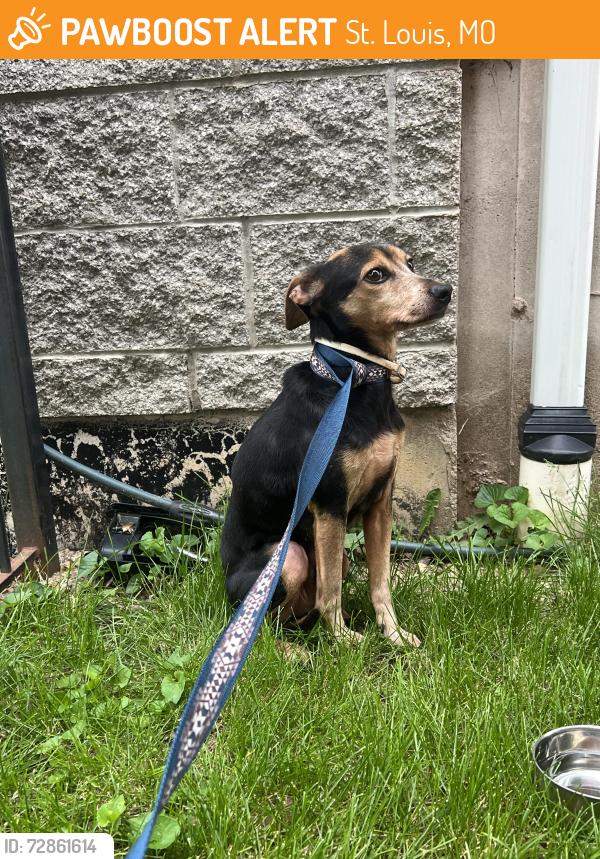 Found/Stray Male Dog last seen St. Louis Avenue and 21st Street, St. Louis, MO 63107