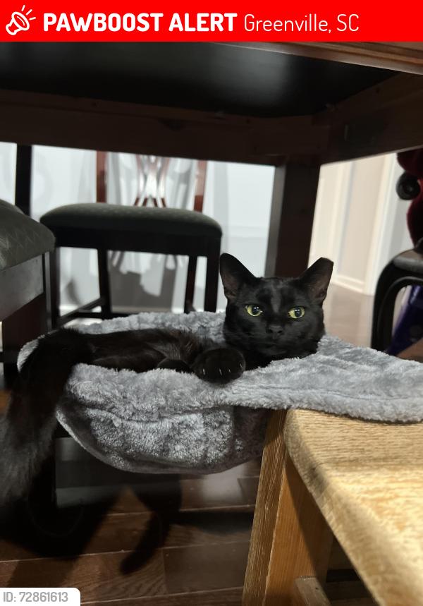 Lost Male Cat last seen Hilltop avenue , Greenville, SC 29609