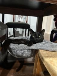 Lost Male Cat last seen Hilltop avenue , Greenville, SC 29609