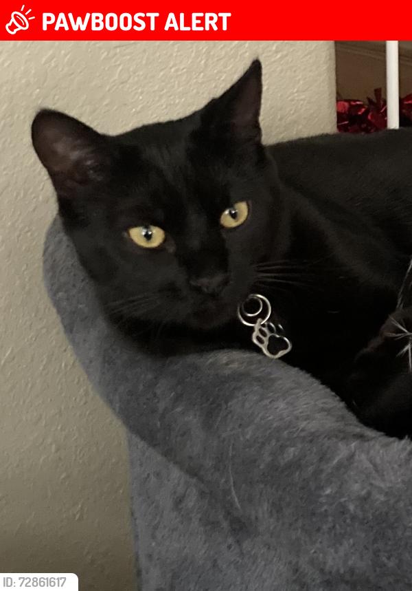 Lost Male Cat last seen Camino Del Sur & Vallecito , Hacienda Heights, CA 91745