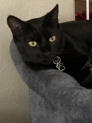 Lost Male Cat last seen Camino Del Sur & Vallecito , Hacienda Heights, CA 91745