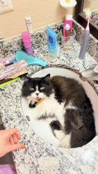 Lost Male Cat last seen Park anzio, Jacksonville, FL 32257