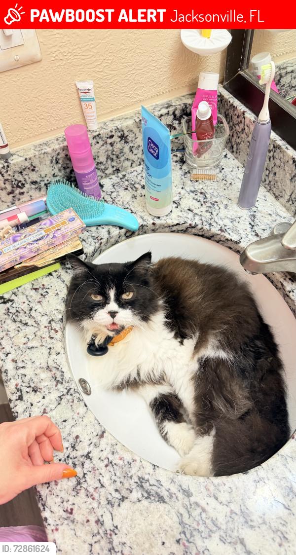 Lost Male Cat last seen Park anzio, Jacksonville, FL 32257