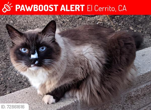 Lost Male Cat last seen Contra Costa, El Cerrito, CA 94530