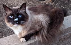 Lost Male Cat last seen Contra Costa, El Cerrito, CA 94530