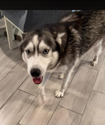 Found/Stray Unknown Dog last seen Princeton Florida , Naranja, FL 33032