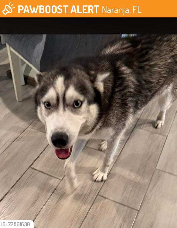 Found/Stray Unknown Dog last seen Princeton Florida , Naranja, FL 33032