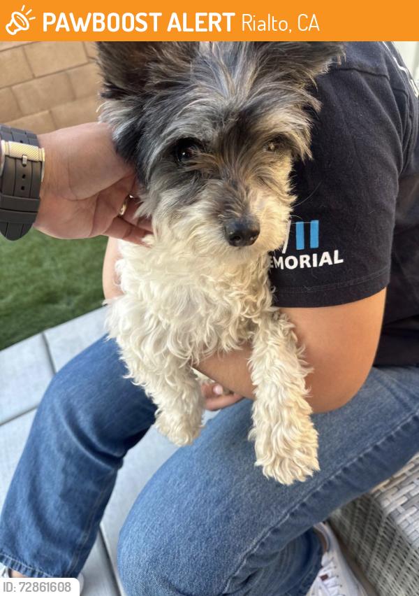 Found/Stray Female Dog last seen N Olive ave and E Second st, Rialto, CA 92376