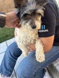 Found/Stray Female Dog last seen N Olive ave and E Second st, Rialto, CA 92376