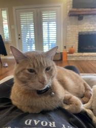 Lost Male Cat last seen Low oak and Bell St, San Antonio, TX 78232