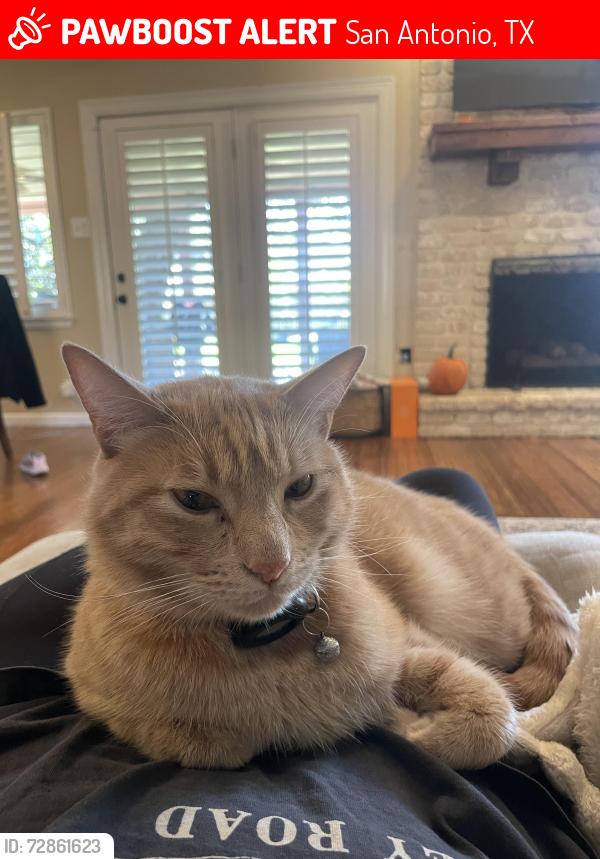 Lost Male Cat last seen Low oak and Bell St, San Antonio, TX 78232