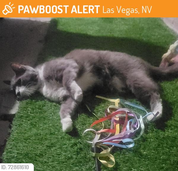 Found/Stray Unknown Cat last seen Across from Vail Pittman Elemntary on Rassler Avenue, Las Vegas, NV 89107