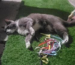 Found/Stray Unknown Cat last seen Across from Vail Pittman Elemntary on Rassler Avenue, Las Vegas, NV 89107