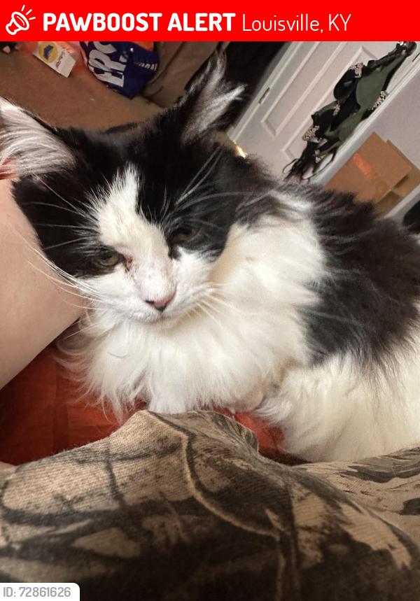 Lost Female Cat last seen Burkley Avenue, W Kenwood Way, W Tenny Ave, Louisville, KY 40214