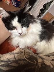 Lost Female Cat last seen Burkley Avenue, W Kenwood Way, W Tenny Ave, Louisville, KY 40214