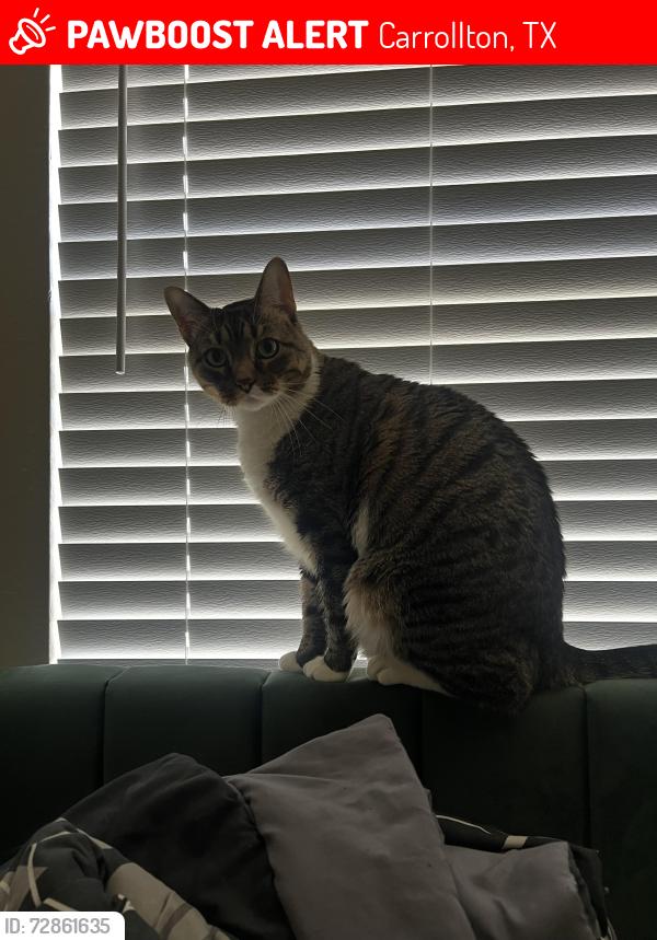 Lost Male Cat last seen Behind Hmart, Carrollton, TX 75007
