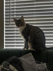 Lost Male Cat last seen Behind Hmart, Carrollton, TX 75007