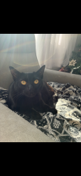 Lost Female Cat last seen 13th street and electric , Seal Beach, CA 90803