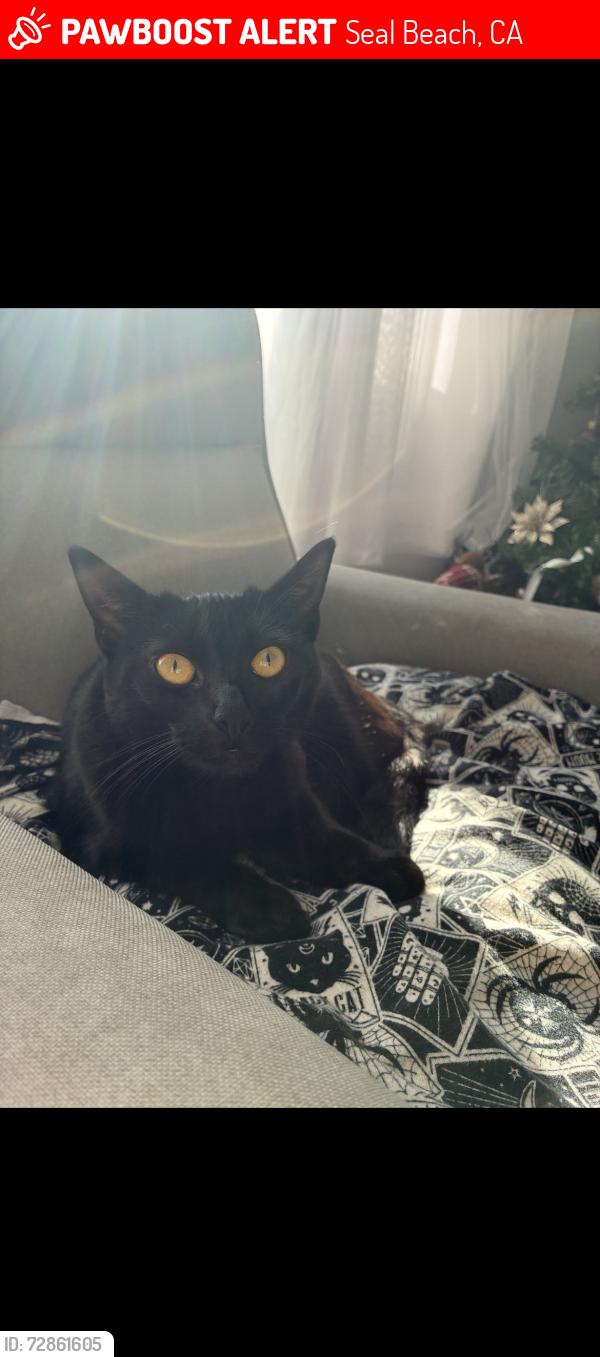 Lost Female Cat last seen 13th street and electric , Seal Beach, CA 90803