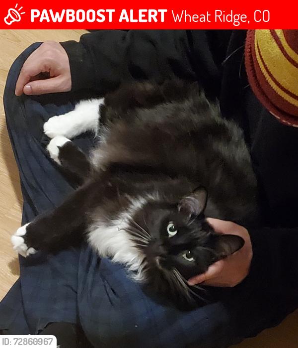 Lost Male Cat last seen 44th and Carr Wheat Ridge, Co, Wheat Ridge, CO 80033