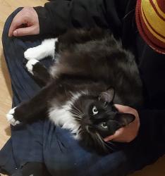 Lost Male Cat last seen 44th and Carr Wheat Ridge, Co, Wheat Ridge, CO 80033