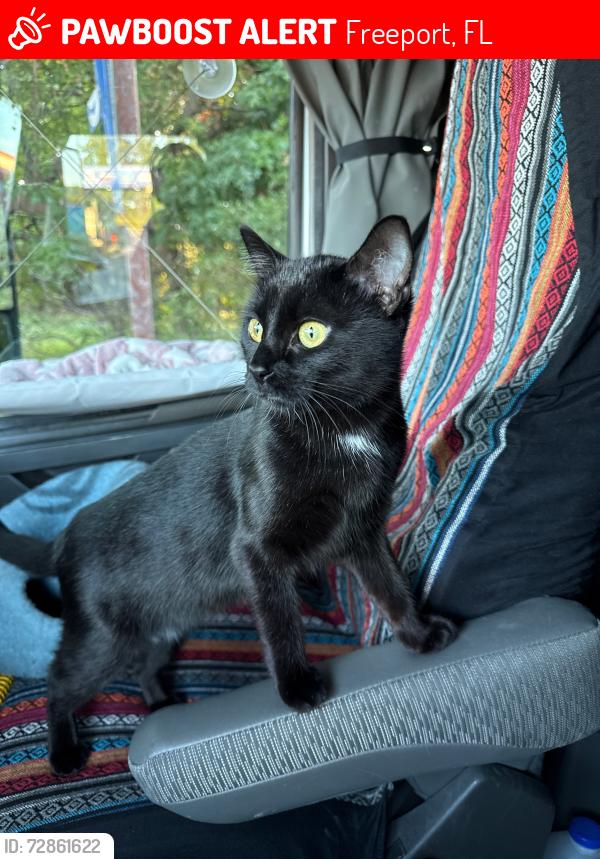 Lost Female Cat last seen Bent Oak Drive and Whispering Creek Ave Freeport , Freeport, FL 32439