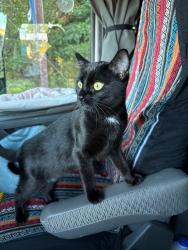 Lost Female Cat last seen Bent Oak Drive and Whispering Creek Ave Freeport , Freeport, FL 32439
