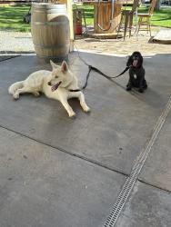 Found/Stray Male Dog last seen Shake Tidge, Volcano, CA 95689