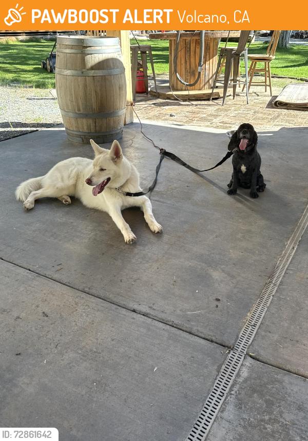 Found/Stray Male Dog last seen Shake Tidge, Volcano, CA 95689