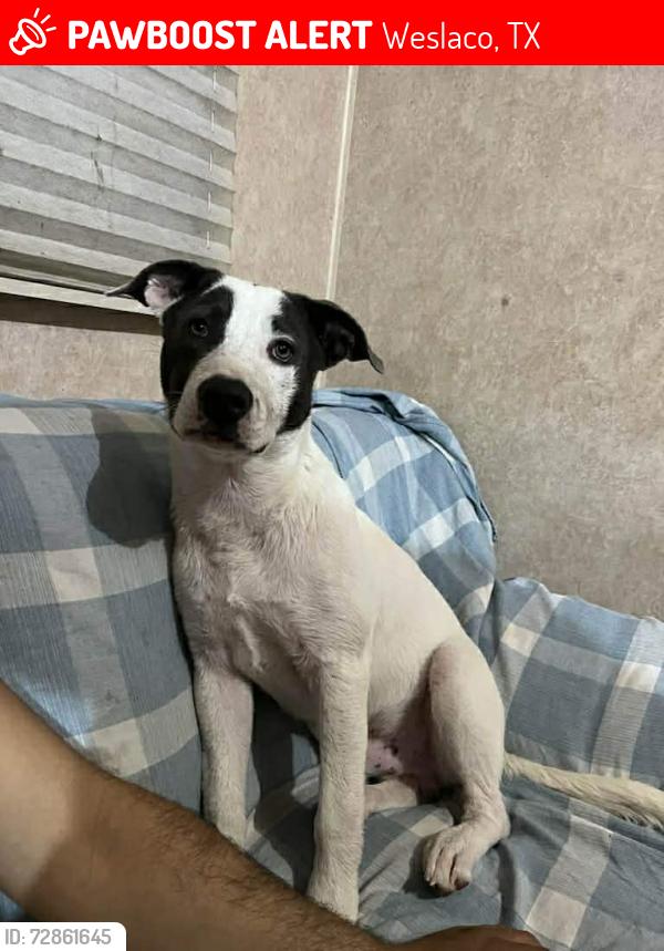 Lost Male Dog last seen Weslaco, Weslaco, TX 78596