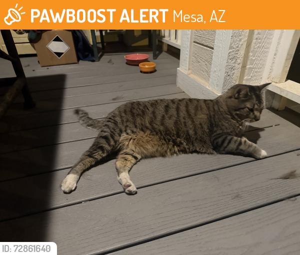 Found/Stray Female Cat last seen Near Email street , Mesa, AZ 85213