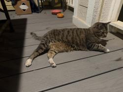 Found/Stray Female Cat last seen Near Email street , Mesa, AZ 85213