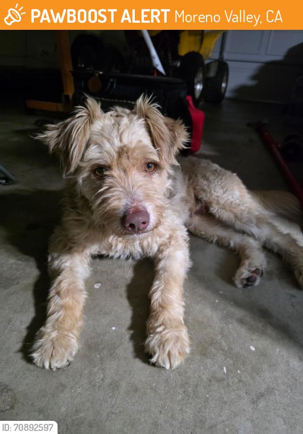 Found/Stray Male Dog last seen Ridgemont and Kalmia, Moreno Valley, CA 92557