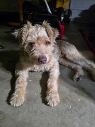 Found/Stray Male Dog last seen Ridgemont and Kalmia, Moreno Valley, CA 92557
