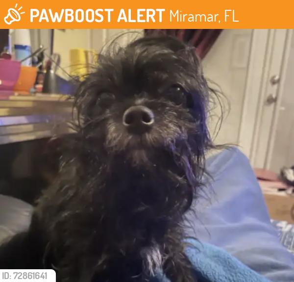 Found/Stray Female Dog last seen Jamaica Drive, Miramar, FL 33023