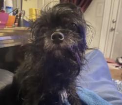 Found/Stray Female Dog last seen Jamaica Drive, Miramar, FL 33023
