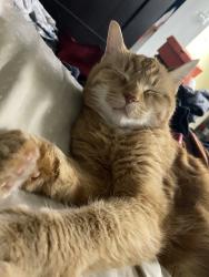 Lost Male Cat last seen On mcdonald avenue , Toronto, ON M1L 3Y7