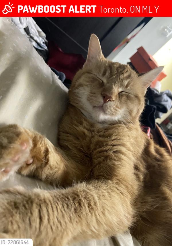Lost Male Cat last seen On mcdonald avenue, Toronto, ON M1L 3Y7