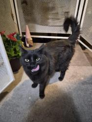 Found/Stray Unknown Cat last seen Copper and La Veta Dr, Albuquerque, NM 87108
