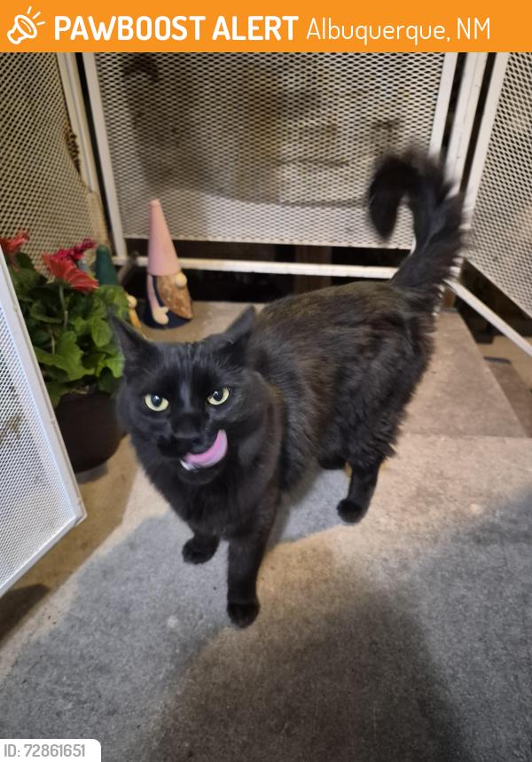 Found/Stray Unknown Cat last seen Copper and La Veta Dr, Albuquerque, NM 87108