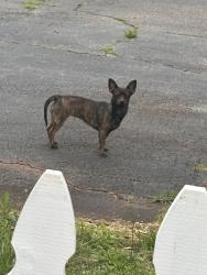 Found/Stray Unknown Dog last seen Old Bleachery & S. Franklin, Greenville, SC 29609
